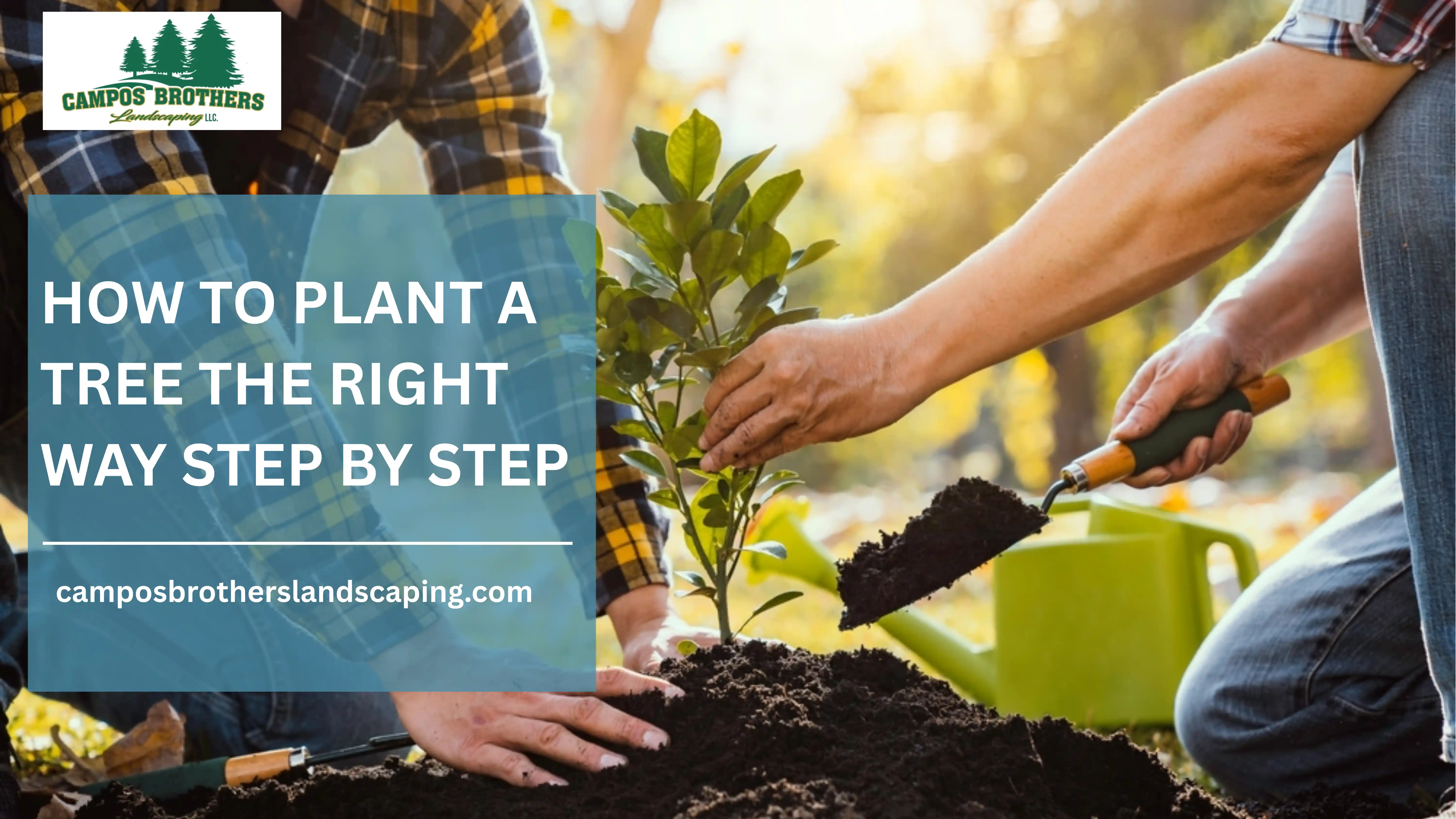 How to Plant a Tree