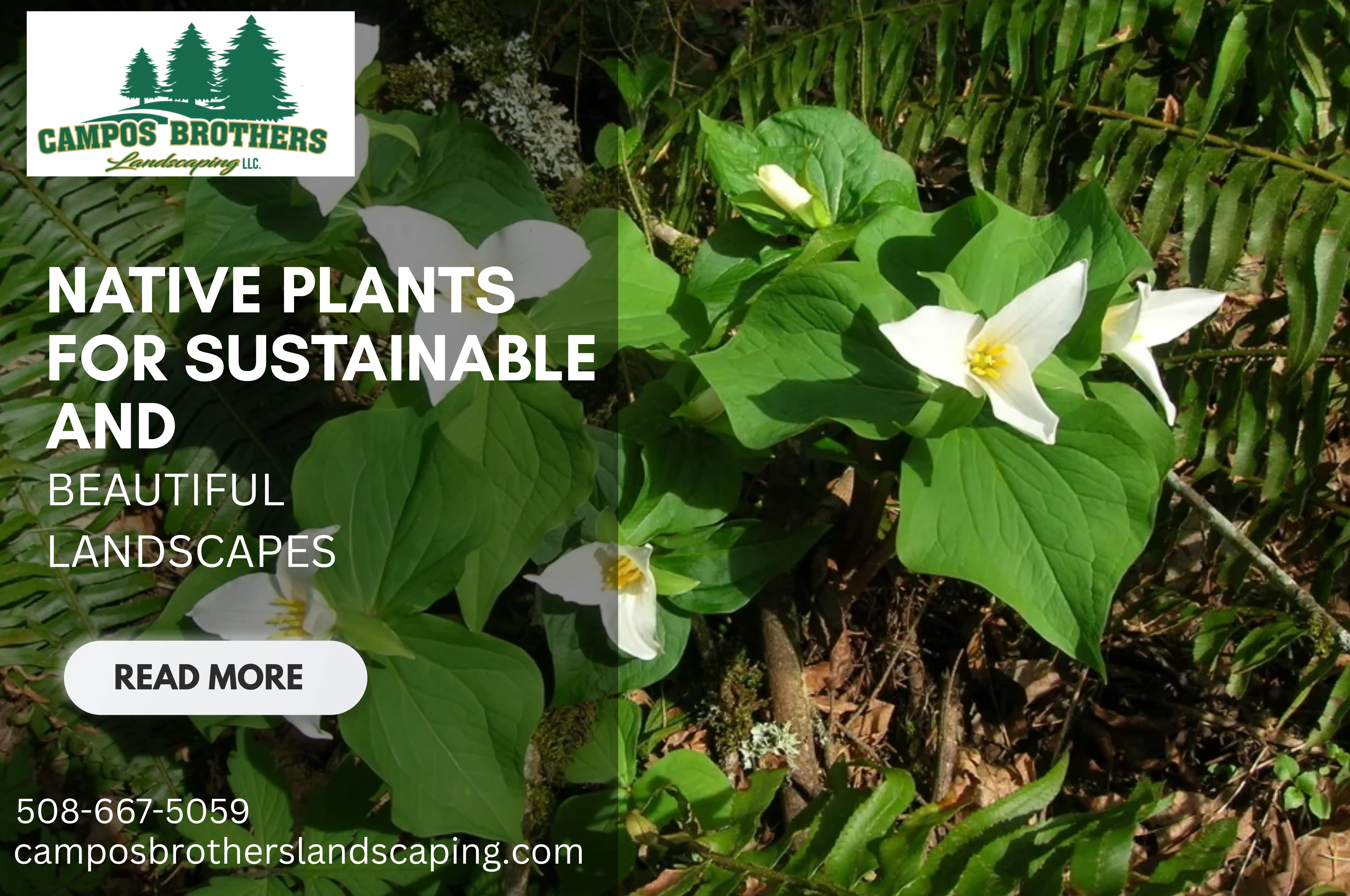 Native Plants