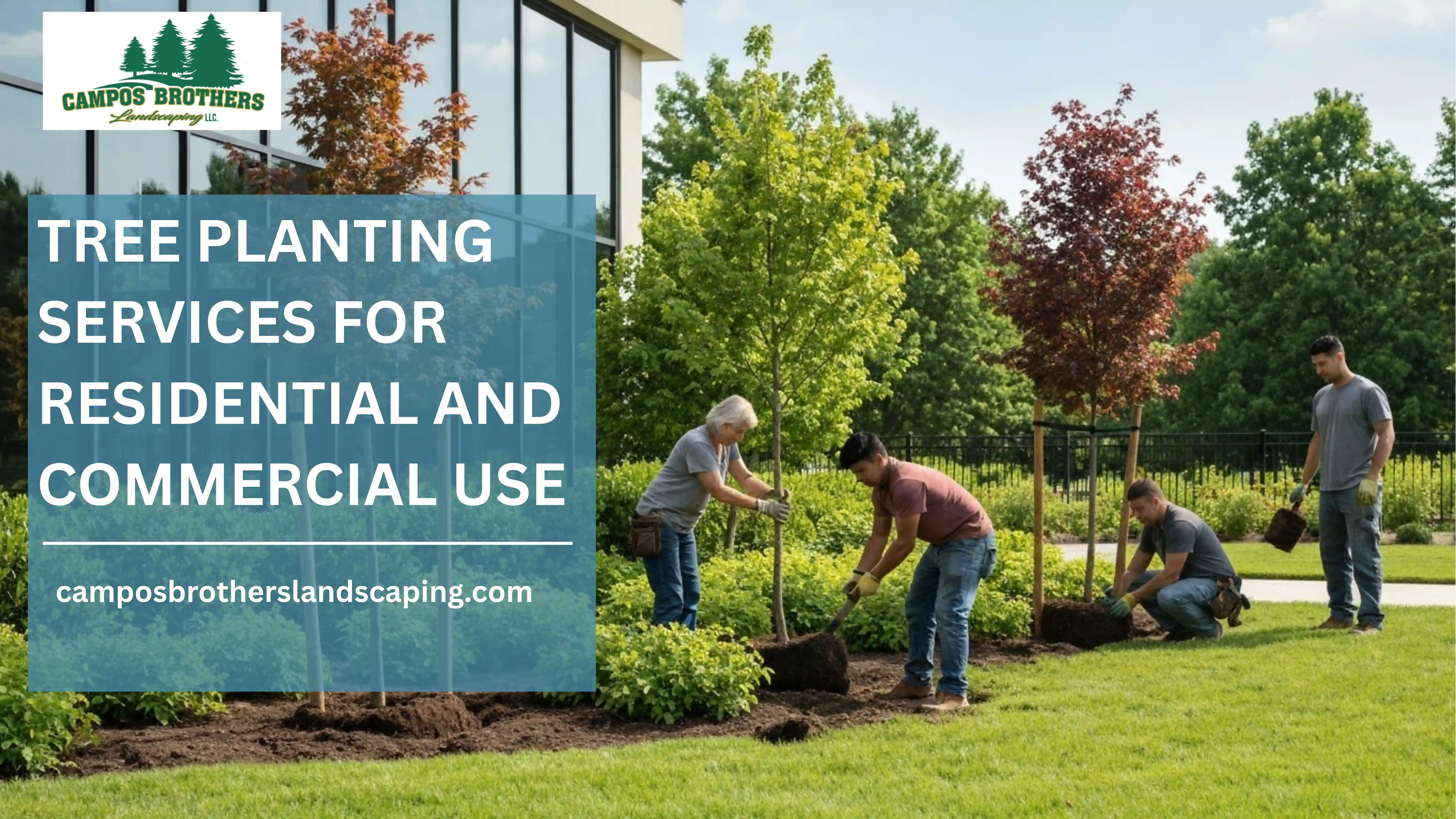 Tree Planting Services How to Plant a Tree the Right Way - Step by Step Guide by Campos Brothers Landscaping